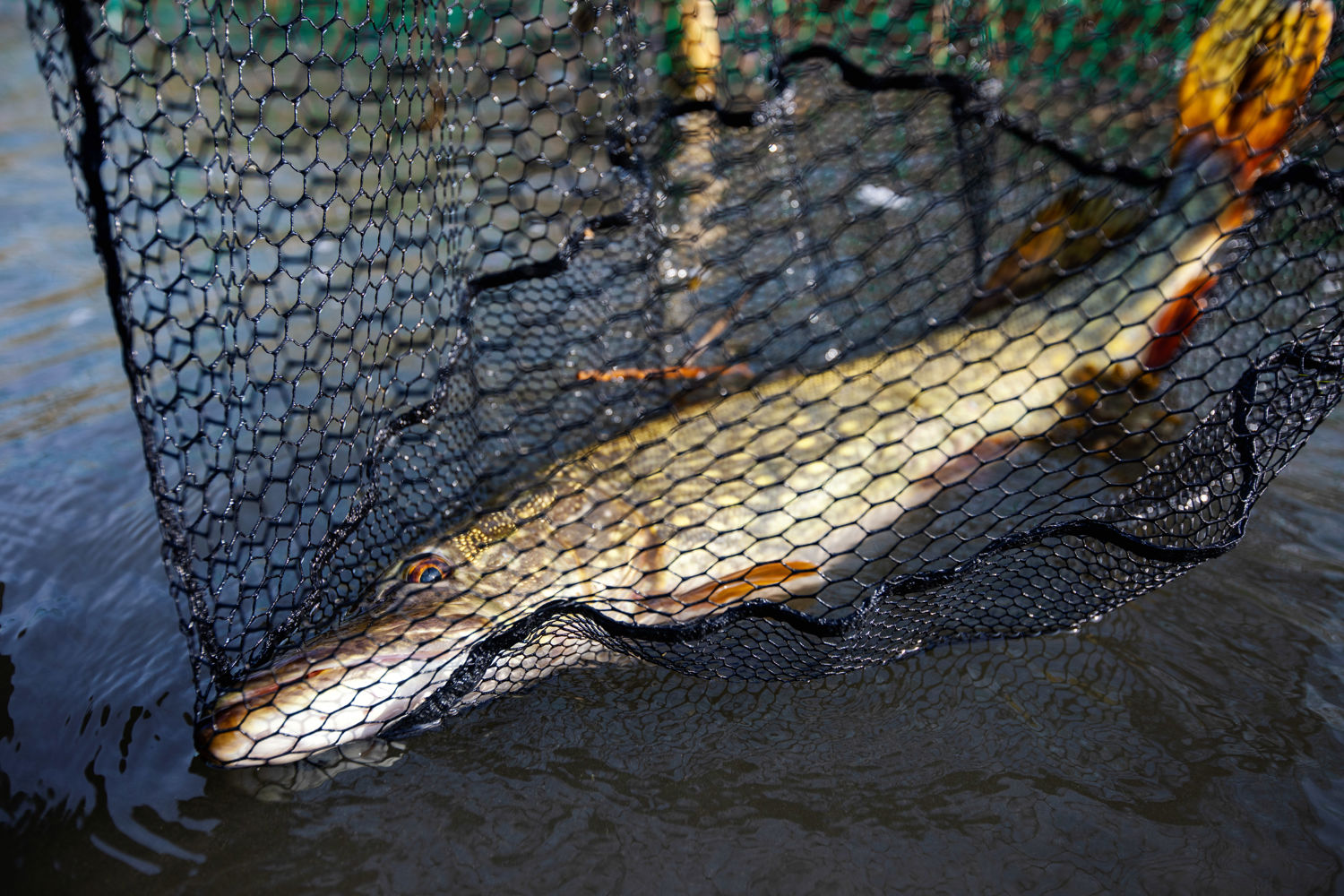 Peter Lyngby_3 (1).jpg